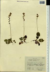 Pyrola minor L., Siberia, Russian Far East (S6) (Russia)