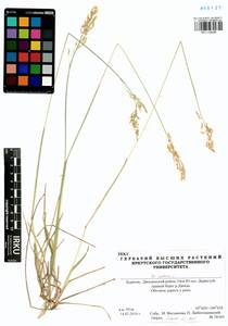 Poa pratensis L., Siberia, Baikal & Transbaikal region (S4) (Russia)