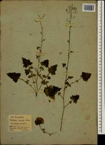 Mycelis muralis (L.) Dumort., Eastern Europe, Moscow region (E4a) (Russia)