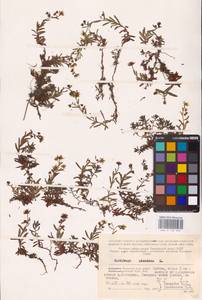 Saxifraga aizoides L., Eastern Europe, Northern region (E1) (Russia)