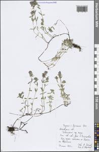 Thymus pannonicus All., Eastern Europe, Moscow region (E4a) (Russia)