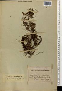 Cuscuta europaea L., Caucasus, Azerbaijan (K6) (Azerbaijan)