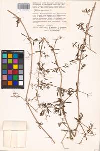 Galium spurium L., Eastern Europe, Lower Volga region (E9) (Russia)