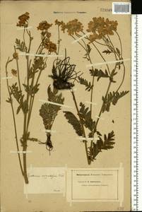 Tanacetum corymbosum subsp. corymbosum, Eastern Europe, Eastern region (E10) (Russia)