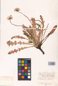Taraxacum bessarabicum (Hornem.) Hand.-Mazz., Eastern Europe, South Ukrainian region (E12) (Ukraine)