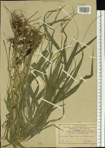 Diarrhena mandshurica Maxim., Siberia, Russian Far East (S6) (Russia)