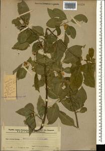 Euonymus europaeus L., Caucasus, Azerbaijan (K6) (Azerbaijan)