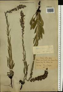 Pontechium maculatum (L.) Böhle & Hilger, Eastern Europe, Rostov Oblast (E12a) (Russia)