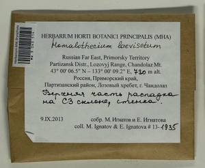 Oticodium laevisetum (Sande Lac.) Huttunen, Hedenäs & Ignatov, Bryophytes, Bryophytes - Russian Far East (excl. Chukotka & Kamchatka) (B20) (Russia)