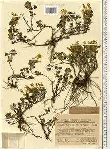 Scutellaria orientalis L., Caucasus, Georgia (K4) (Georgia)