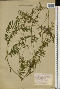 Vicia tenuifolia Roth, Eastern Europe, Eastern region (E10) (Russia)