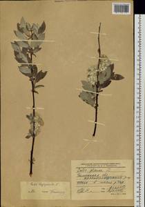 Salix lapponum L., Siberia, Western Siberia (S1) (Russia)