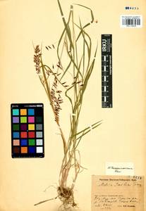 Melica turczaninowiana Ohwi, Siberia, Baikal & Transbaikal region (S4) (Russia)