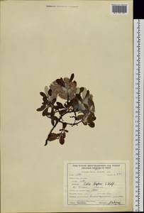 Salix krylovii E. L. Wolf, Siberia, Baikal & Transbaikal region (S4) (Russia)