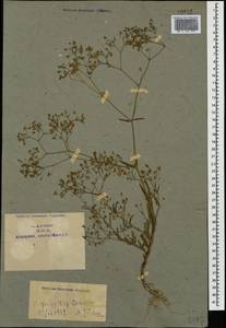 Gypsophila elegans M. Bieb., Caucasus, Armenia (K5) (Armenia)