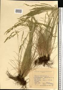 Festuca valesiaca Schleich. ex Gaudin, Eastern Europe, North Ukrainian region (E11) (Ukraine)
