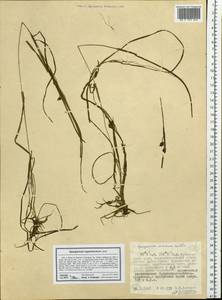 Sparganium hyperboreum Laest. ex Beurl., Siberia, Russian Far East (S6) (Russia)