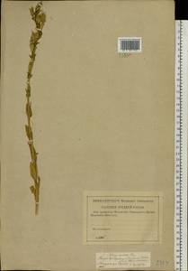 Silene viscosa (L.) Pers., Eastern Europe, Middle Volga region (E8) (Russia)