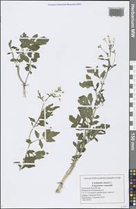 Cardamine amara L., Eastern Europe, Middle Volga region (E8) (Russia)