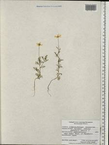 Anthemis cotula L., Eastern Europe, Central forest-and-steppe region (E6) (Russia)