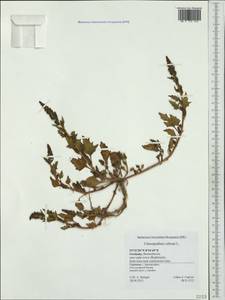 Oxybasis rubra (L.) S. Fuentes, Uotila & Borsch, Western Europe (EUR) (Germany)
