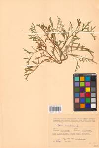 Cakile maritima Scop., Eastern Europe, South Ukrainian region (E12) (Ukraine)