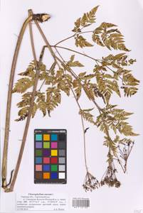 Chaerophyllum aureum L., Eastern Europe, North-Western region (E2) (Russia)