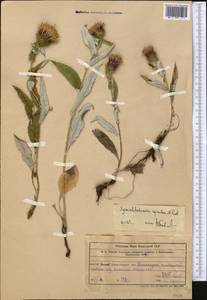 Syreitschikovia spinulosa (Franch.) Pavlov, Middle Asia, Western Tian Shan & Karatau (M3) (Uzbekistan)