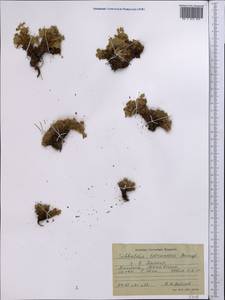 Potentilla tetrandra (Bunge) Bunge ex Hook. fil., Middle Asia, Pamir & Pamiro-Alai (M2) (Tajikistan)