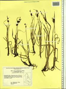 Carex membranacea Hook., Siberia, Chukotka & Kamchatka (S7) (Russia)