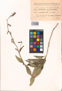 Adenophora liliifolia (L.) A.DC., Eastern Europe, Lower Volga region (E9) (Russia)