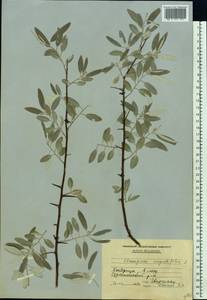 Elaeagnus angustifolia L., Eastern Europe, Moldova (E13a) (Moldova)