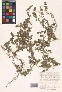 Bassia hyssopifolia (Pall.) Kuntze, Middle Asia, Caspian Ustyurt & Northern Aralia (M8) (Kazakhstan)