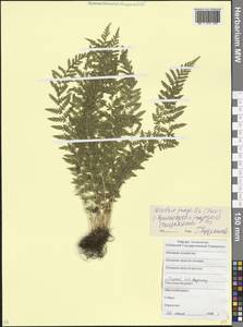 Woodsia fragilis (Trev.) Moore, Caucasus, Krasnodar Krai & Adygea (K1a) (Russia)