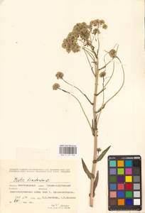 Isatis tinctoria L., Eastern Europe, Lower Volga region (E9) (Russia)