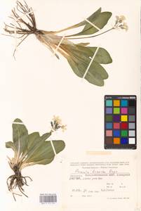Primula crassifolia Lehm., Caucasus, North Ossetia, Ingushetia & Chechnya (K1c) (Russia)