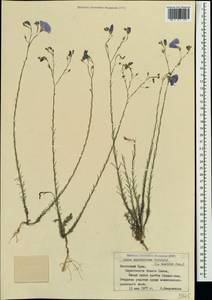 Linum austriacum subsp. squamulosum (Juz.), Crimea (KRYM) (Russia)