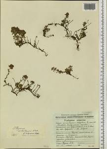 Thymus ochotensis Klokov, Siberia, Chukotka & Kamchatka (S7) (Russia)