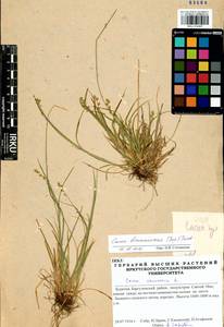 Carex brunnescens (Pers.) Poir., Siberia, Baikal & Transbaikal region (S4) (Russia)