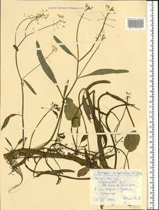 Rorippa amphibia (L.) Besser, Eastern Europe, Central forest region (E5) (Russia)