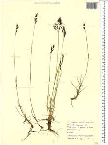 Bromus variegatus M.Bieb., Caucasus, Stavropol Krai, Karachay-Cherkessia & Kabardino-Balkaria (K1b) (Russia)