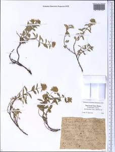 Ziziphora clinopodioides Lam., Middle Asia, Western Tian Shan & Karatau (M3) (Kazakhstan)