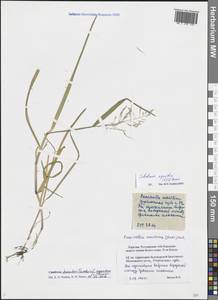 Catabrosa aquatica (L.) P.Beauv., Eastern Europe, Northern region (E1) (Russia)