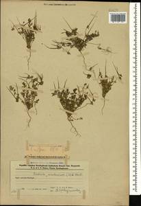 Erodium cicutarium (L.) L'Hér., Caucasus, Azerbaijan (K6) (Azerbaijan)