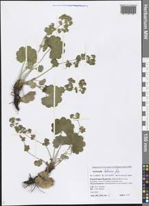 Alchemilla hebescens Juz., Siberia, Baikal & Transbaikal region (S4) (Russia)