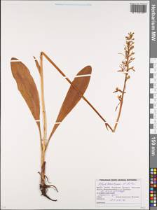 Platanthera bifolia (L.) Rich., Eastern Europe, Belarus (E3a) (Belarus)