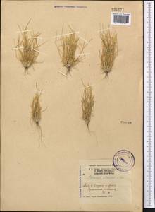 Schismus arabicus Nees, Middle Asia, Muyunkumy, Balkhash & Betpak-Dala (M9) (Kazakhstan)