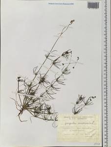 Spergula arvensis L., Siberia, Western Siberia (S1) (Russia)