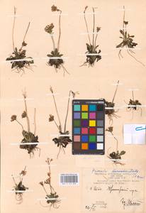 Primula borealis Duby, Siberia, Chukotka & Kamchatka (S7) (Russia)