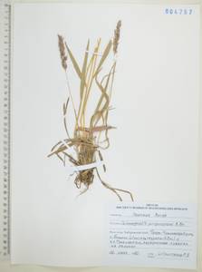 Calamagrostis purpurascens R.Br., Siberia, Russian Far East (S6) (Russia)
